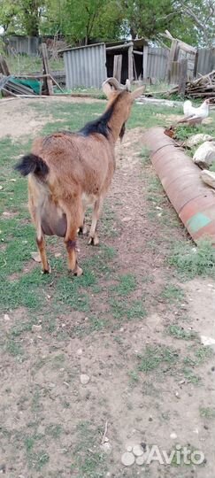 Коза дойная альпийская