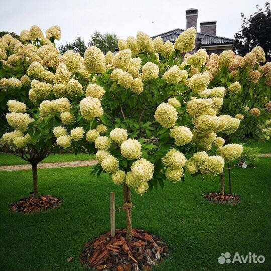 Сосновая кора Экологически чистая мульча для сада