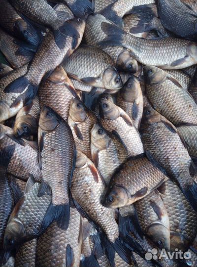 Платная рыбалка