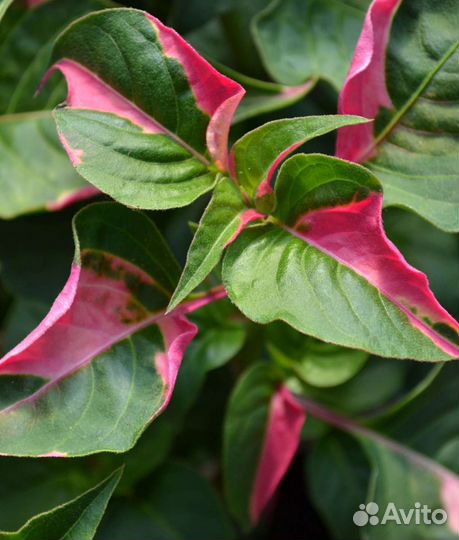 Комнатные растения