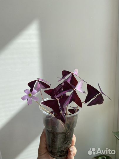 Кислица треугольная, или Мадам Баттерфляй