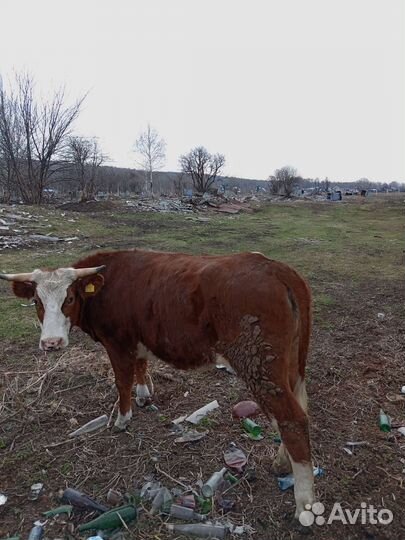 Быки и телки на мясо
