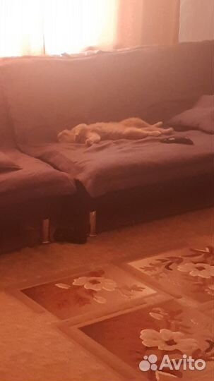 Ковры и паласы бу 3 на 4