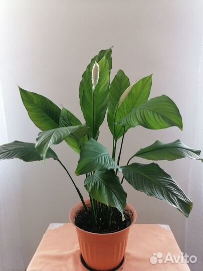 Домашние цветы