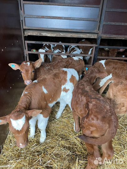 Ч Телята бычки и тёлки