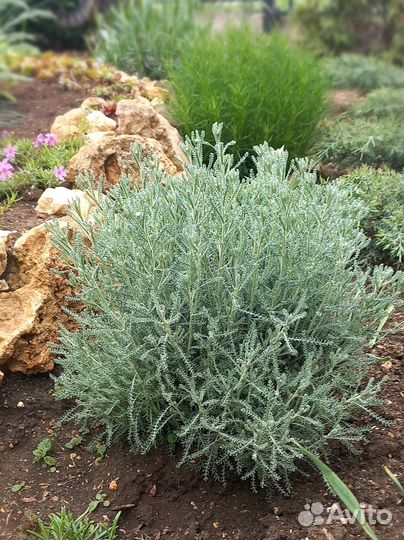 Сантолина сизая