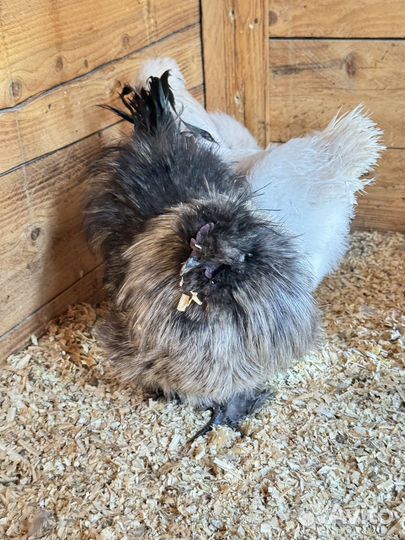 Китайские шелковые курицы