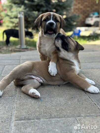 Метис кане корсо