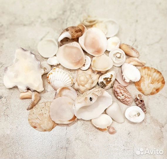 Продаю ракушки, рапаны, морские камни