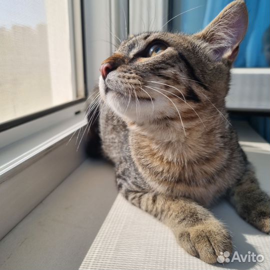Котёнок мальчик