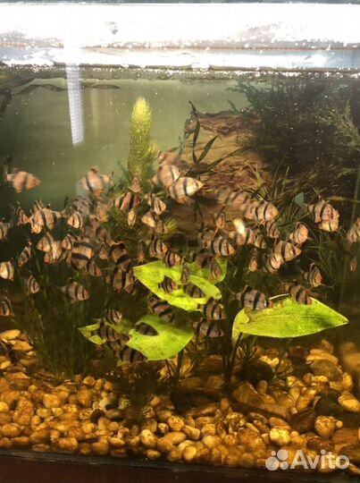 Аквариумные рыбки