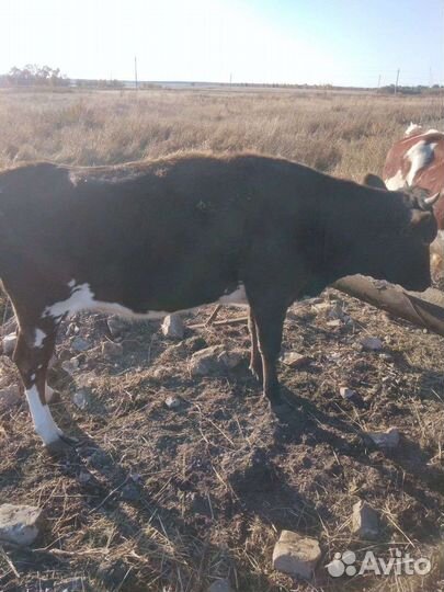 Продам корову и телку