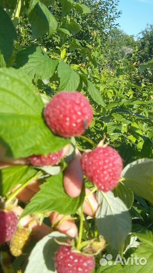 Продаю рассаду малины