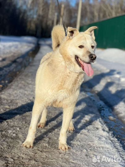 Собака в дар