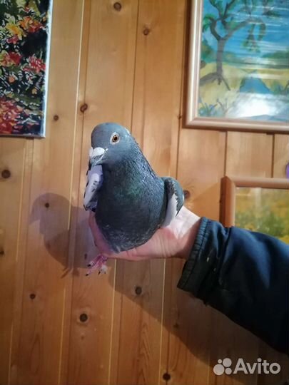 Голуби почтовые