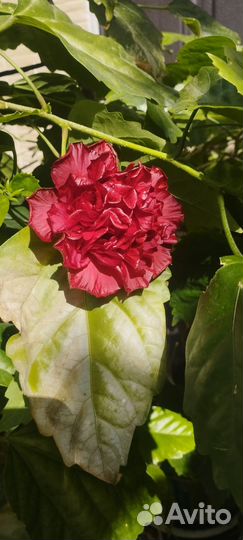 Гибискус китайская роза