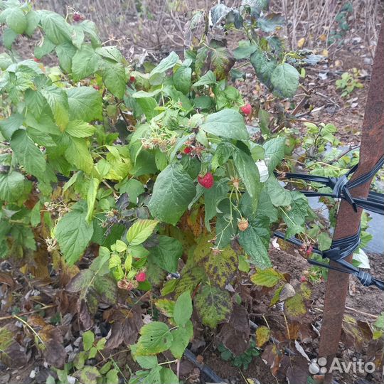 Ремонтантная малина Сорт Джуанджей