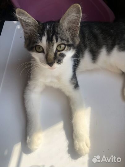 Кошечка в дар