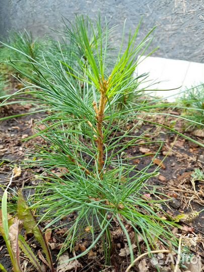 Саженцы кедра