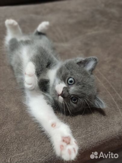 Котята два мальчика