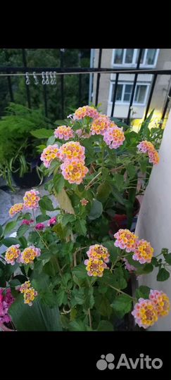 Лантана взрослая