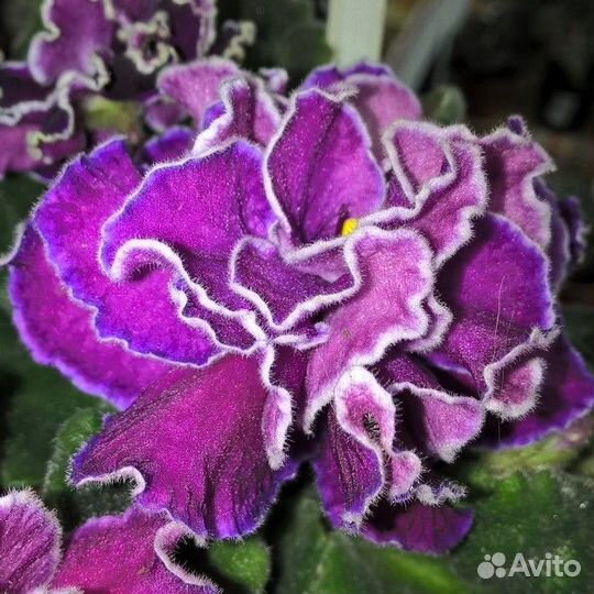 Фиалка Скандал