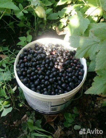 Саженцы чёрной смородины