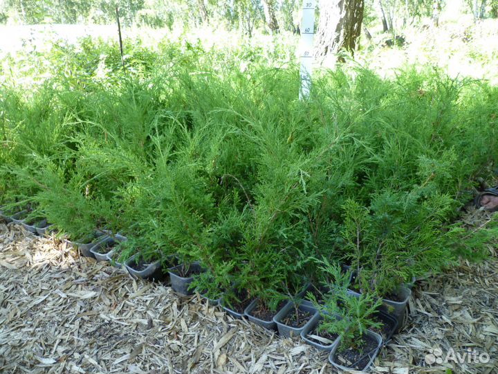 Саженцы сибниисхоза