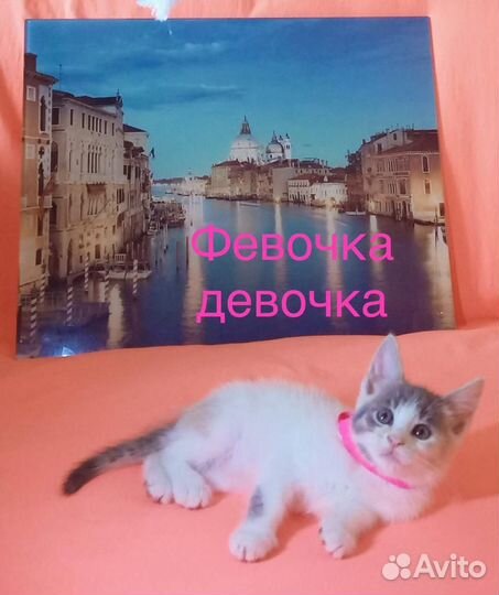 Отдаются хвостики в ответственные руки