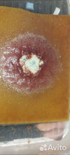 Живые корма Трубочник Изя Аулофорус