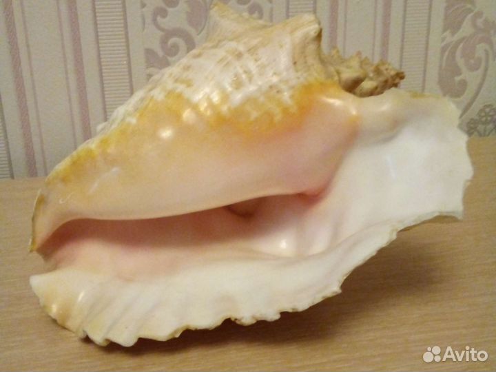 Ракушка сувенир