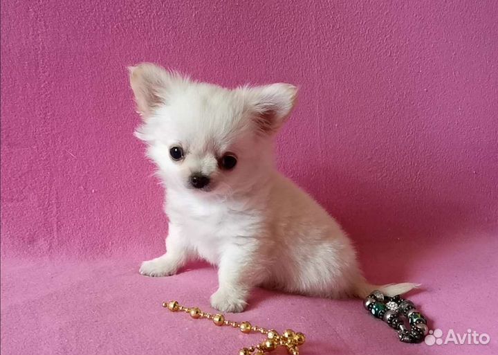 Чихуахуа мальчик
