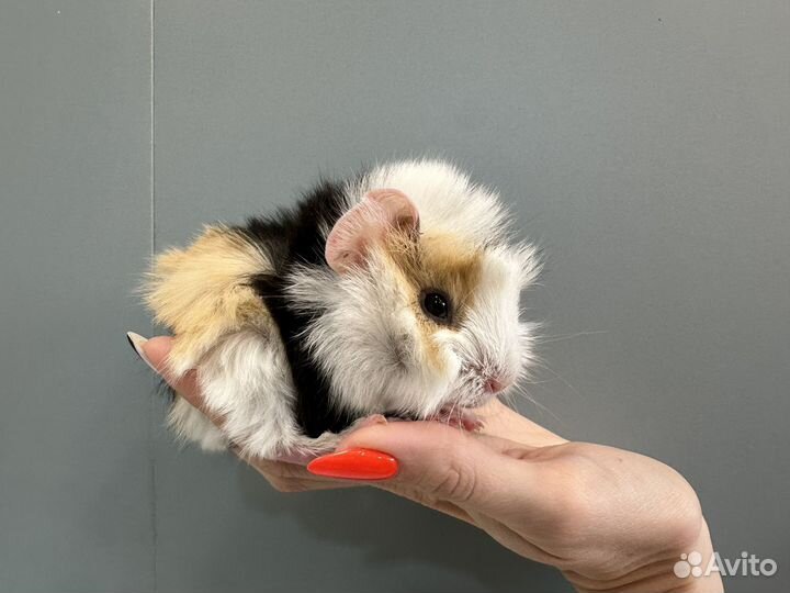 Морские свинки малыши