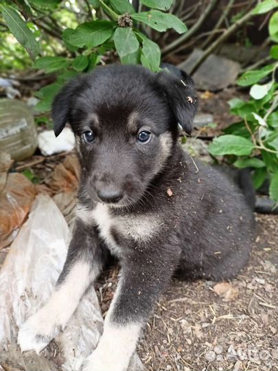 Собака (щенок)