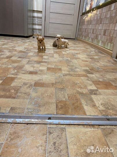 Щенки чихуахуа