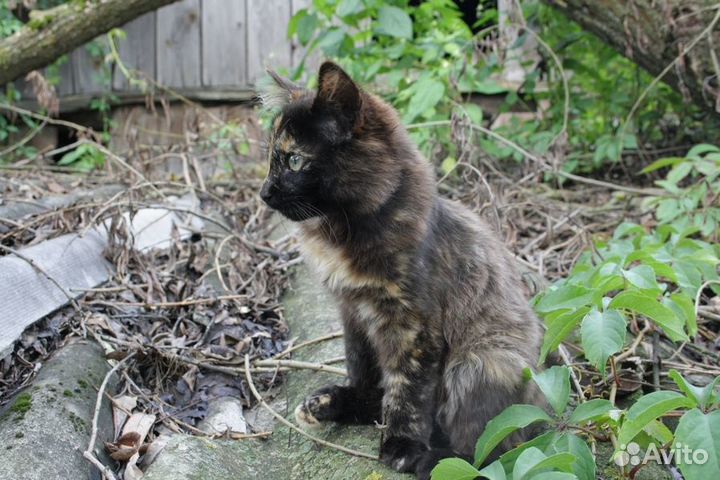 Котенок кошечка