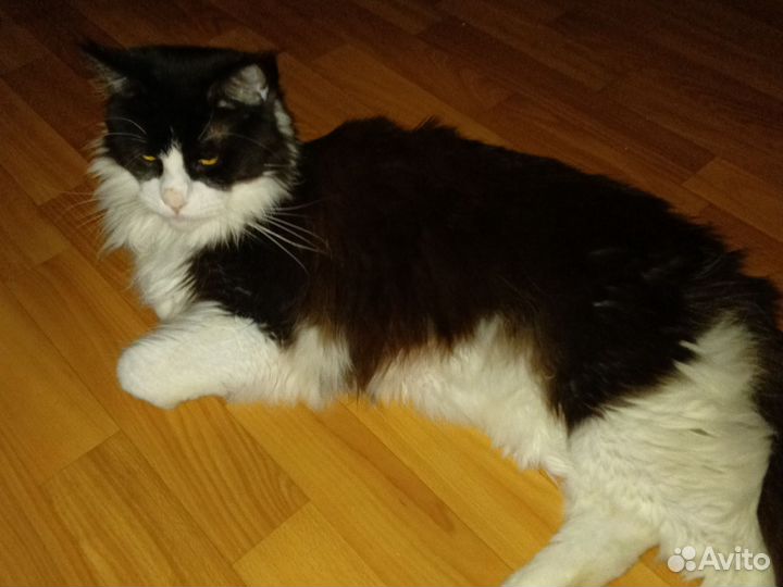 Продам кота. Мэйнкун