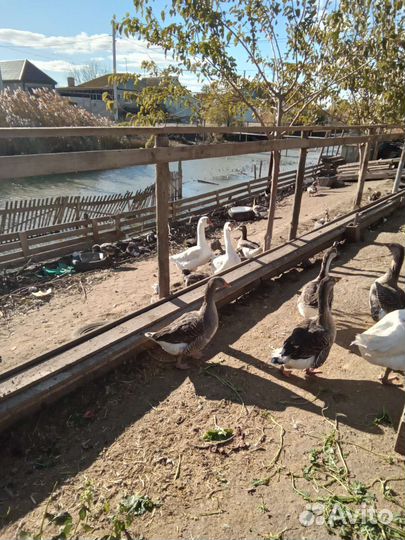 Яйца гусиные,утиные, куриные на инкубацию.80,30,15