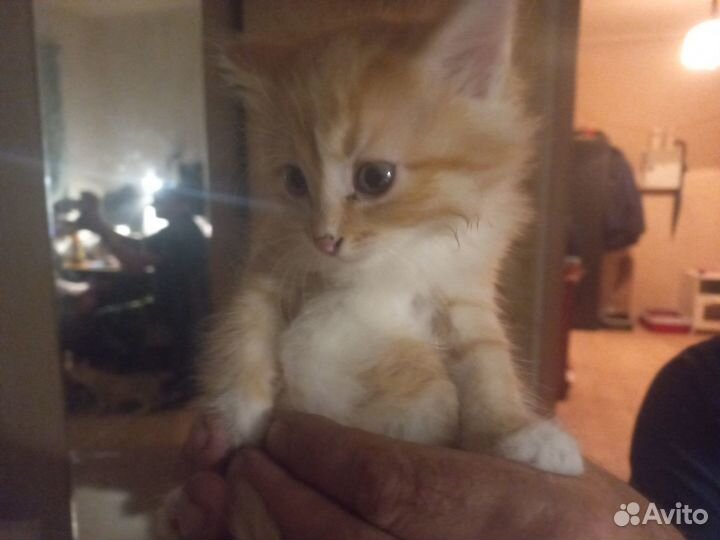 Отдам в добрые руки котят