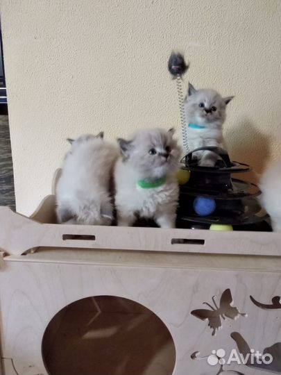 Невские котята