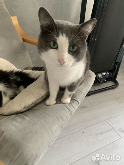 Кот