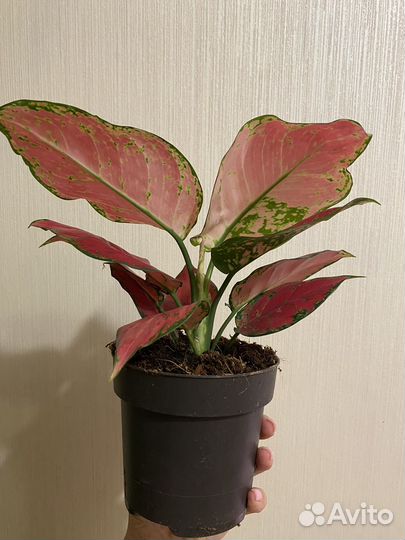 Сортовые аглаонемы