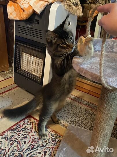 Котенок мейн-кун