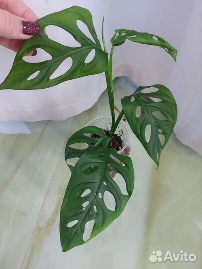 Аглаонема, сциндапсус, филодендрон