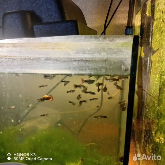 Рыбки гуппи