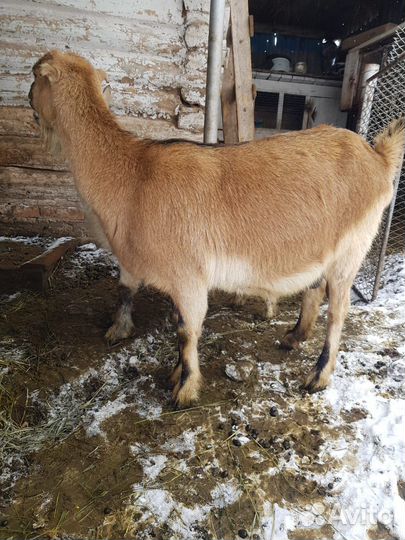 Козы ламанча