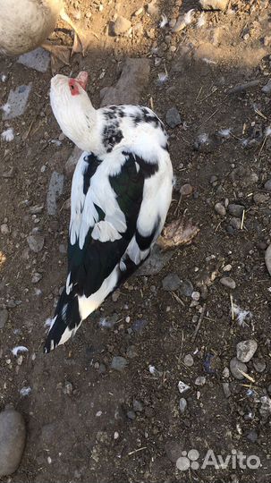 Продам индоутки и утаки