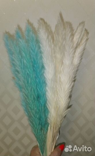 Картадерия декоративная