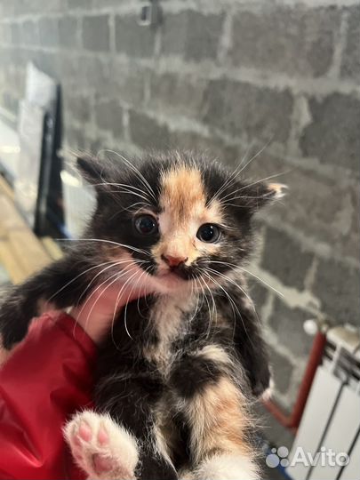 Очень милый котик