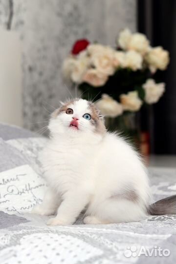 Шотландский вислоухий котенок